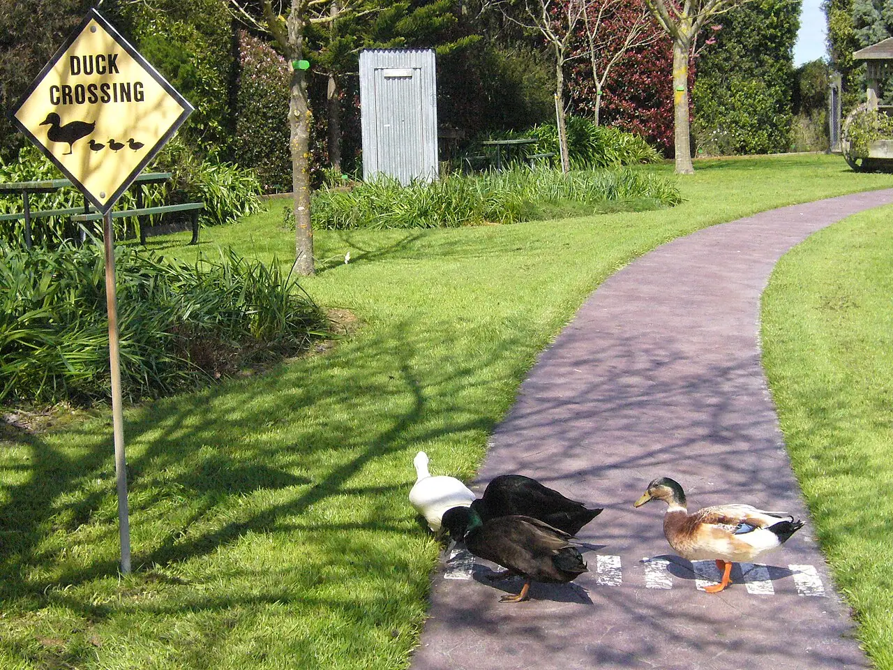 Ngatea, Waikato