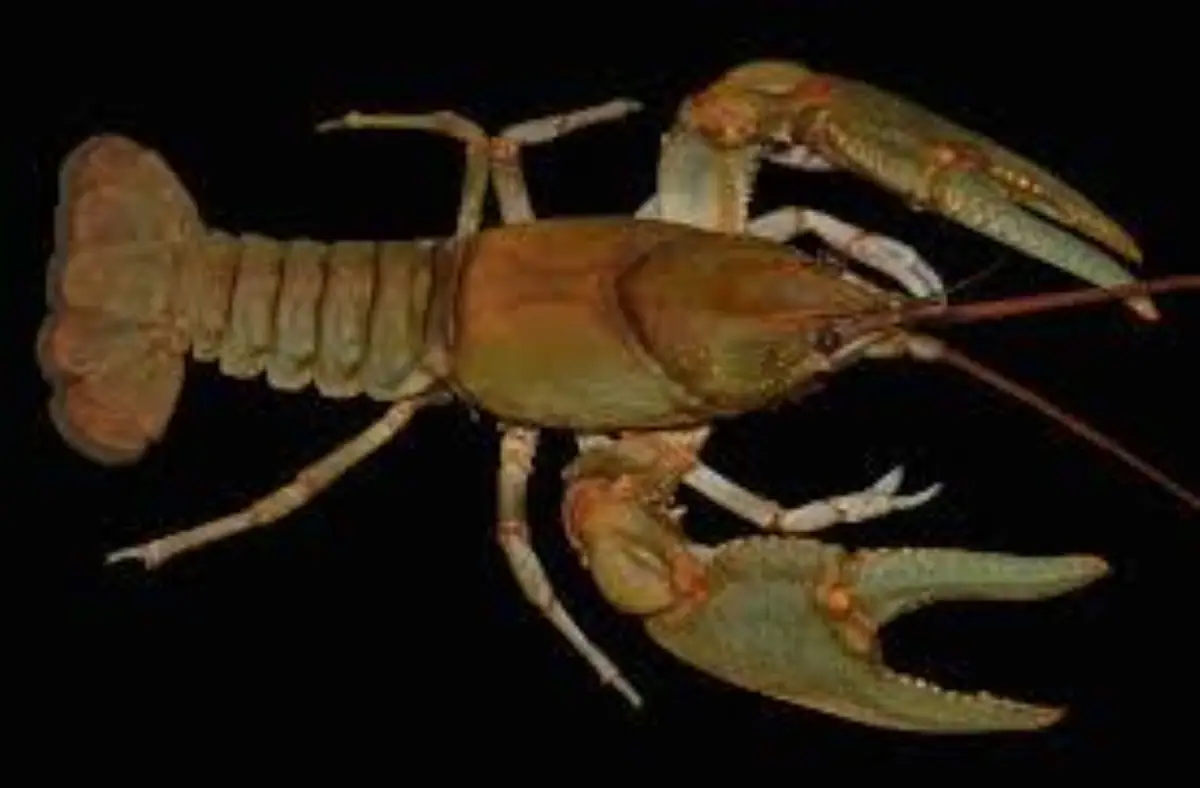 Fish – Seafood