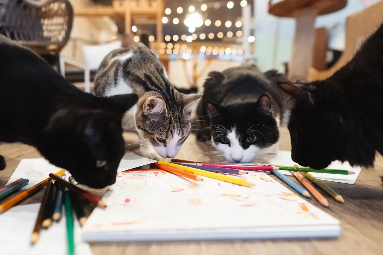 Catnap Cafe – photo 4